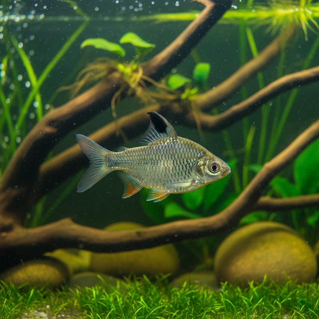 Indian Hifin Barb