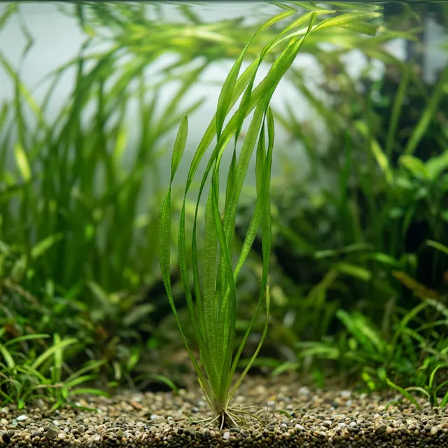 Italian Vallisneria