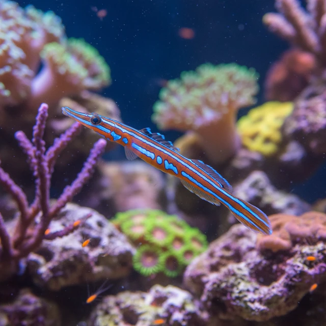 Janss Pipefish