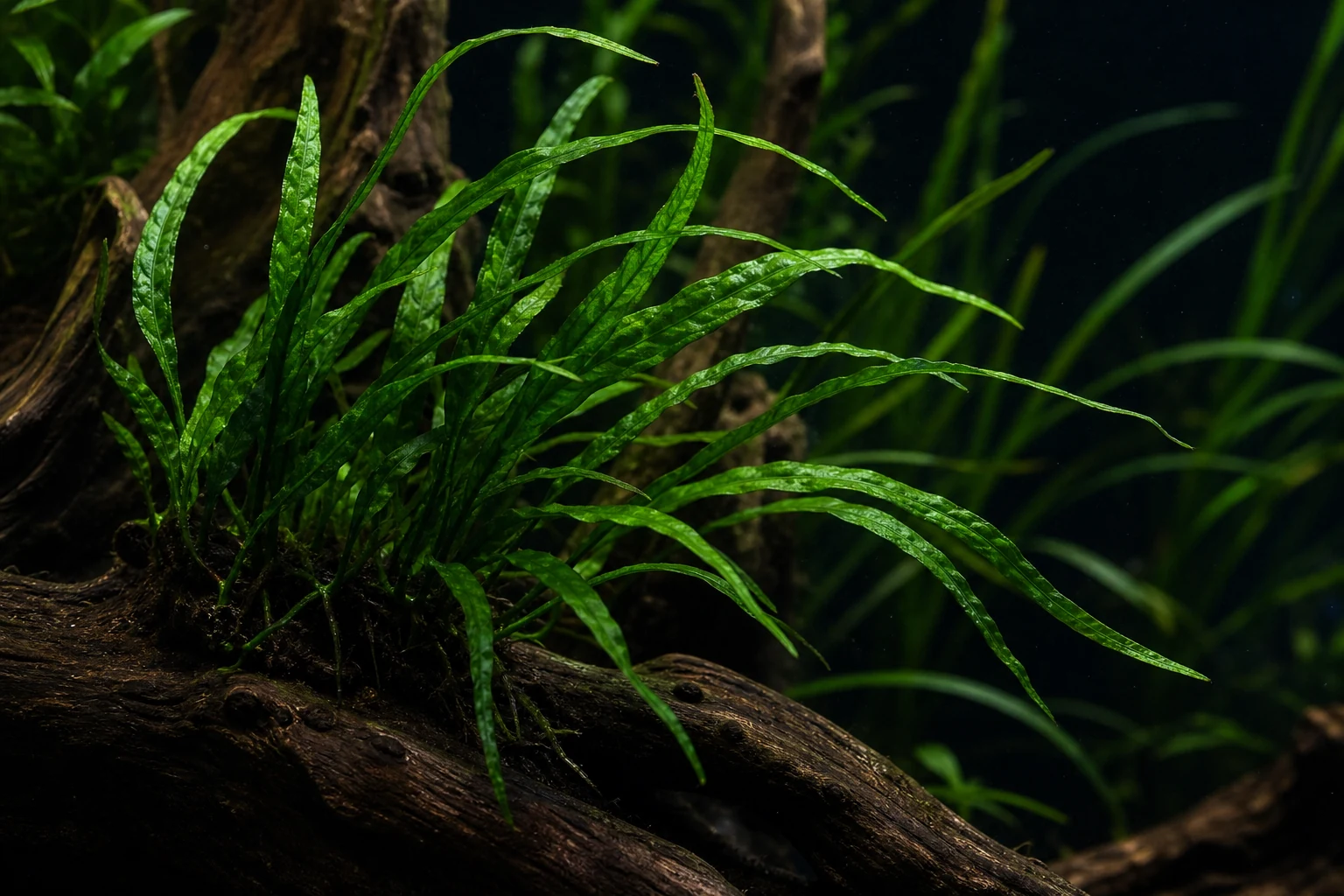 Java Fern Narrow Leaf