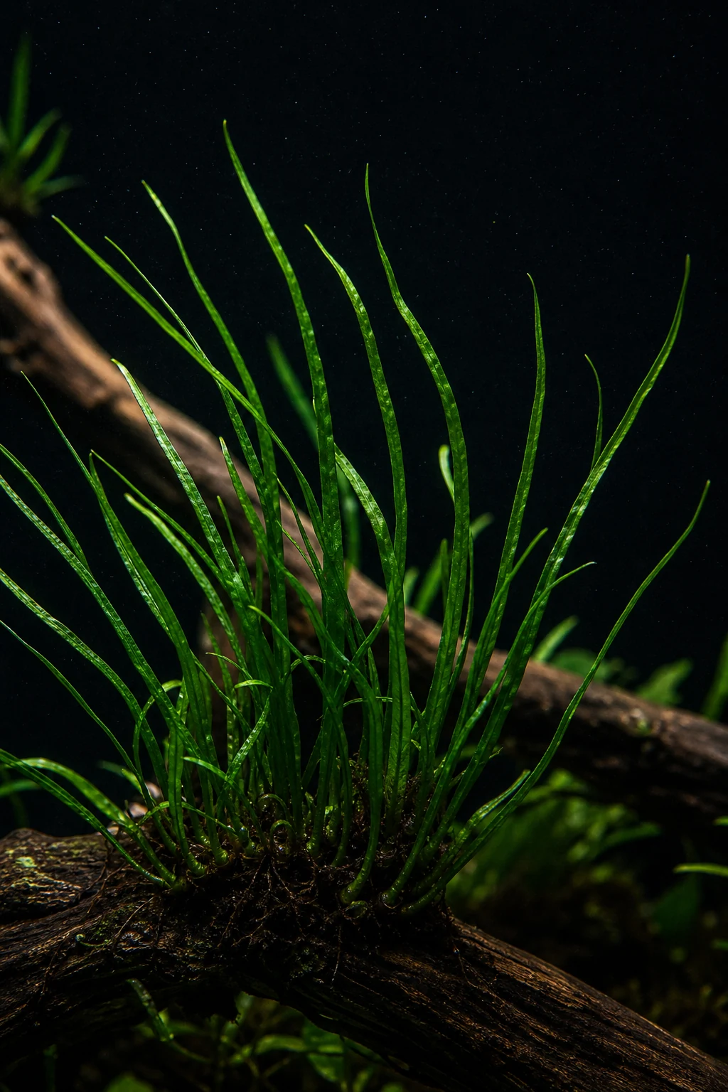 Java Fern Needle Leaf