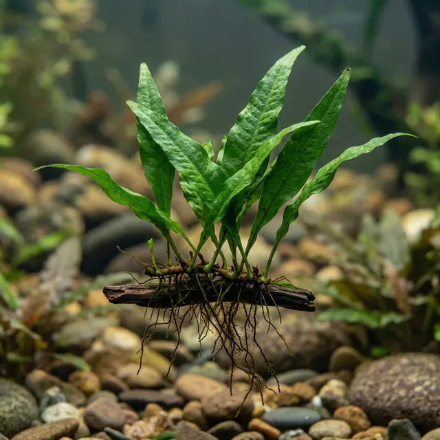 Java Fern