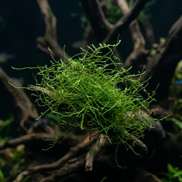 Java Moss
