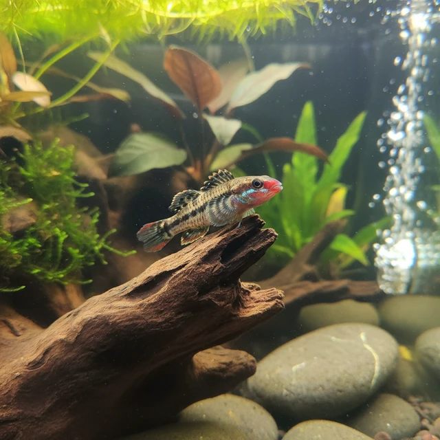 Javan Red Lipstick Goby