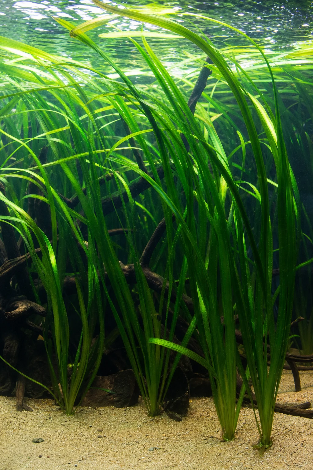 Jungle Val