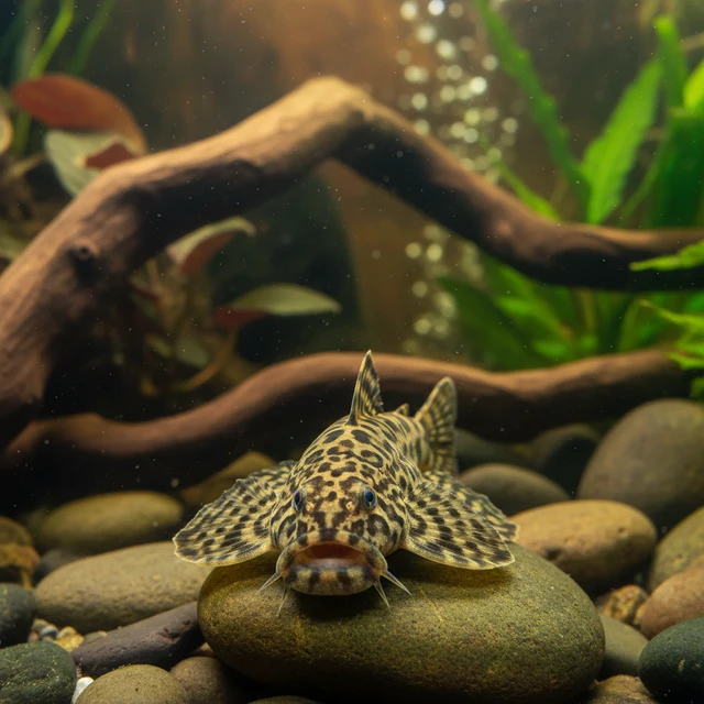 Katibas Sucker Loach