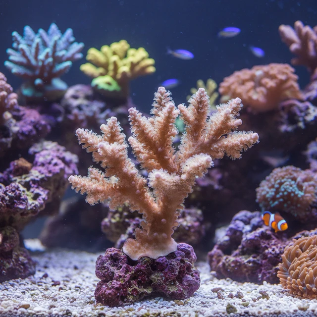 Kenya Tree Coral