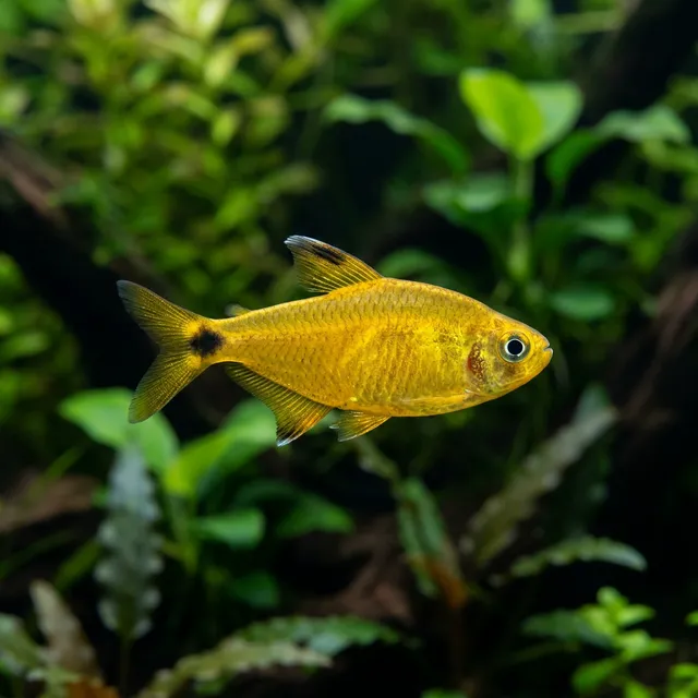 Kitty Tetra
