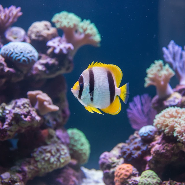 Klein's Butterflyfish