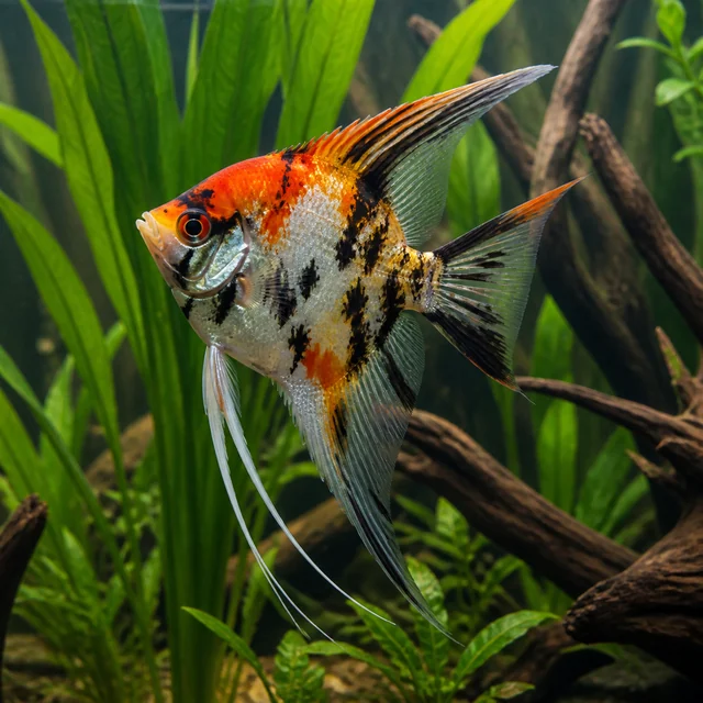Koi Angelfish