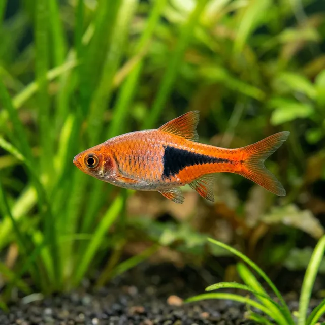 Lambchop Rasbora