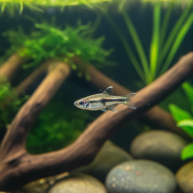 Least Killifish