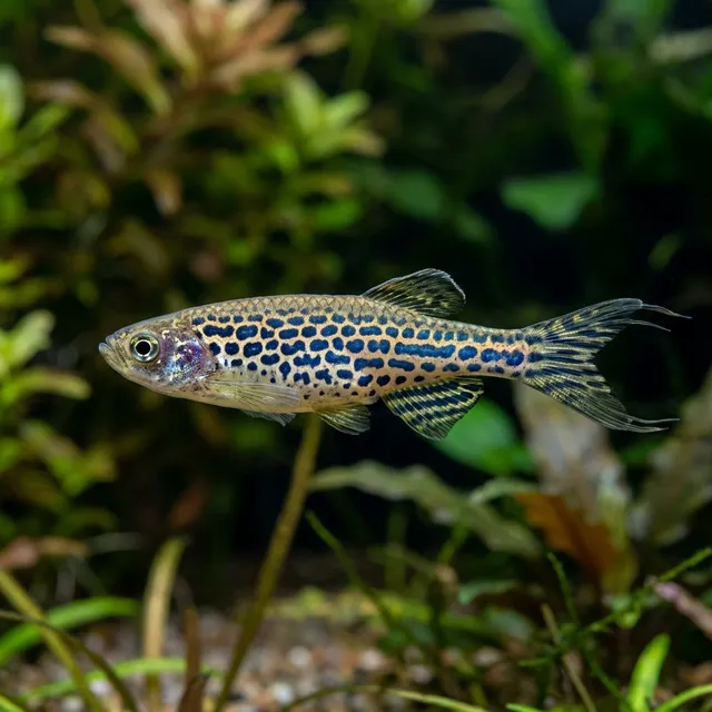 Leopard Danio