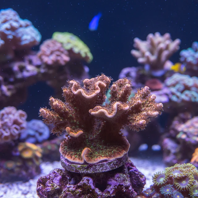 Leptoseris Coral