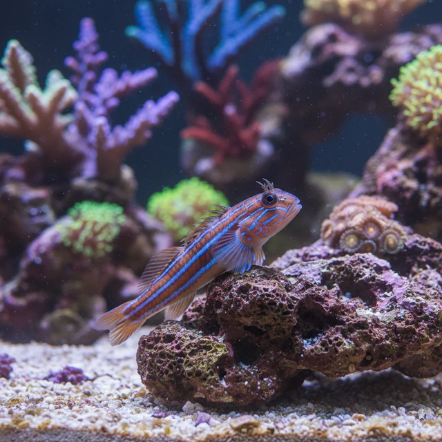 Linear Blenny