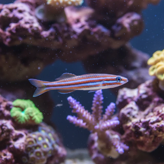 Lined Dartfish