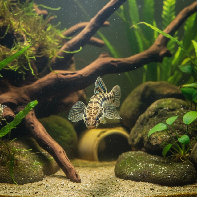 Lizard Goby