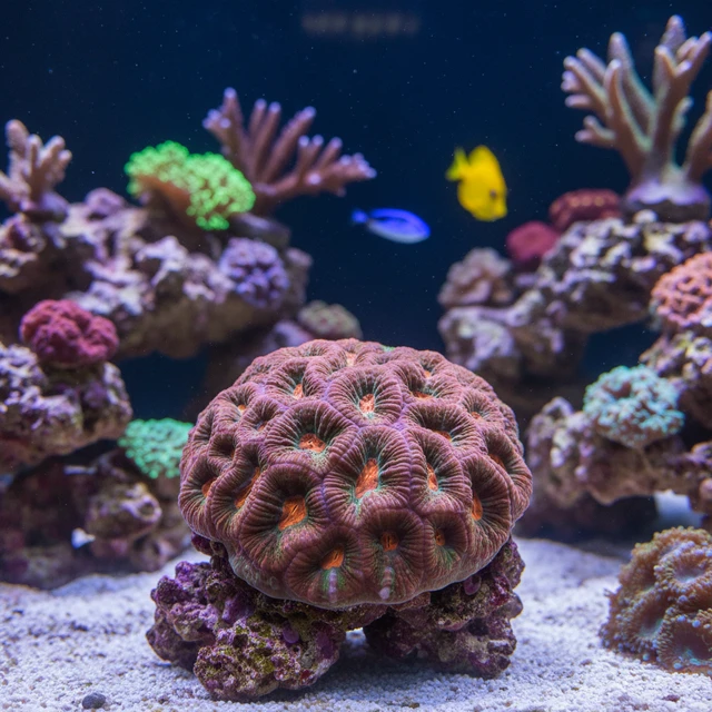 Lobophyllia Brain Coral