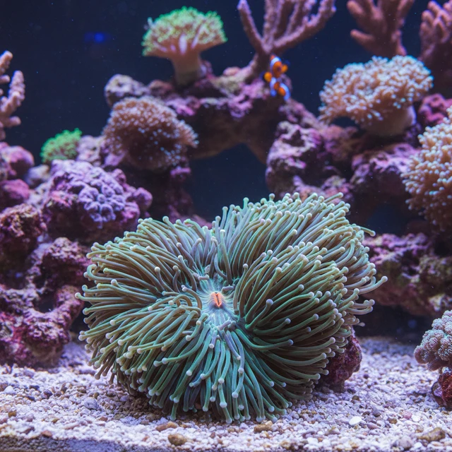 Long-Tentacle Plate Coral