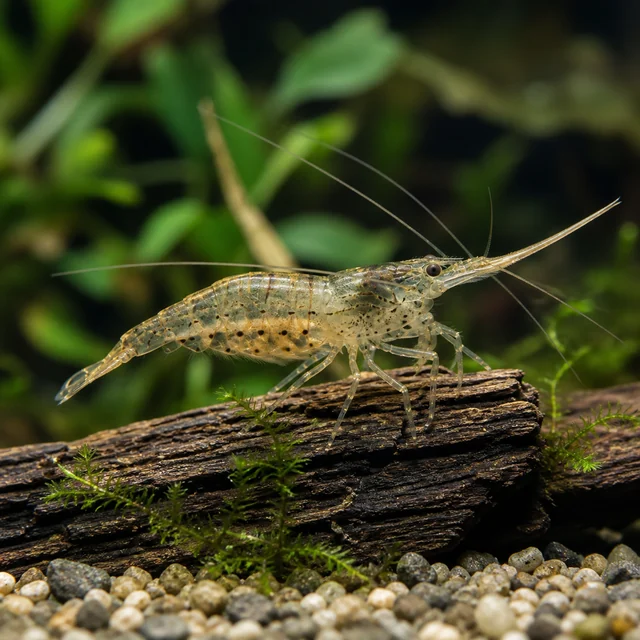 Long-rostrum Shrimp
