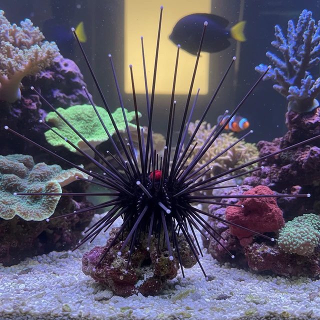 Long Spine Urchin