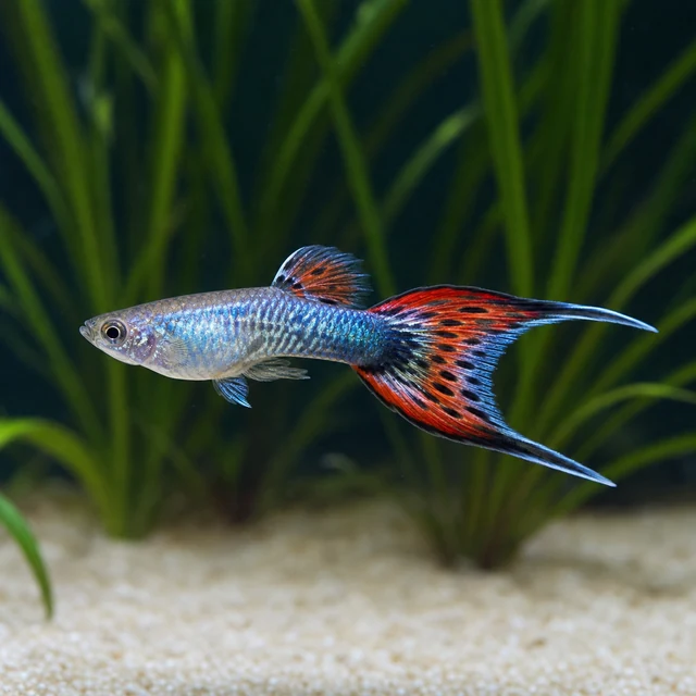 Lyretail Guppy