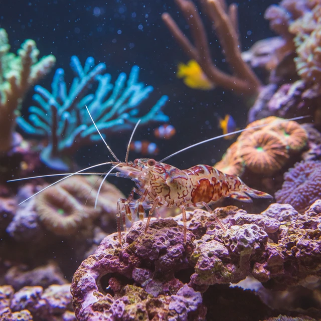 Marble Shrimp