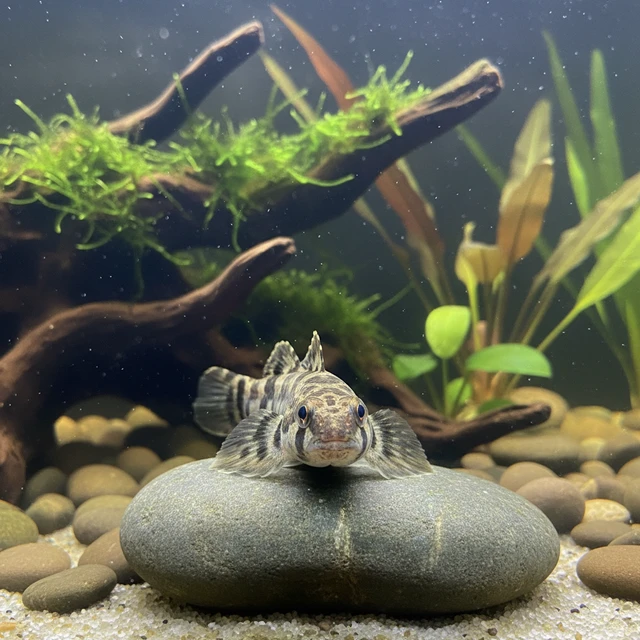 Marbled Sleeper Goby