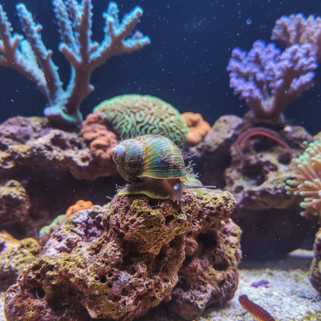 Margarita Snail