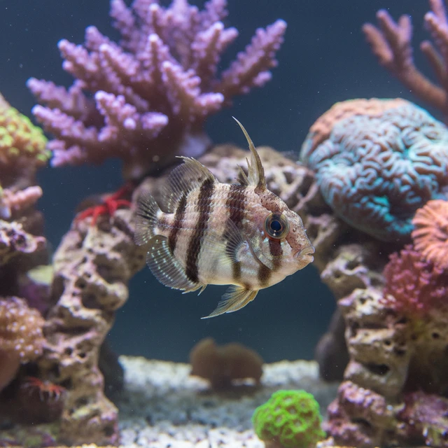 Matted Filefish