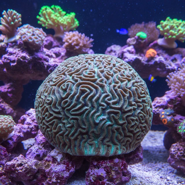 Maze Brain Coral
