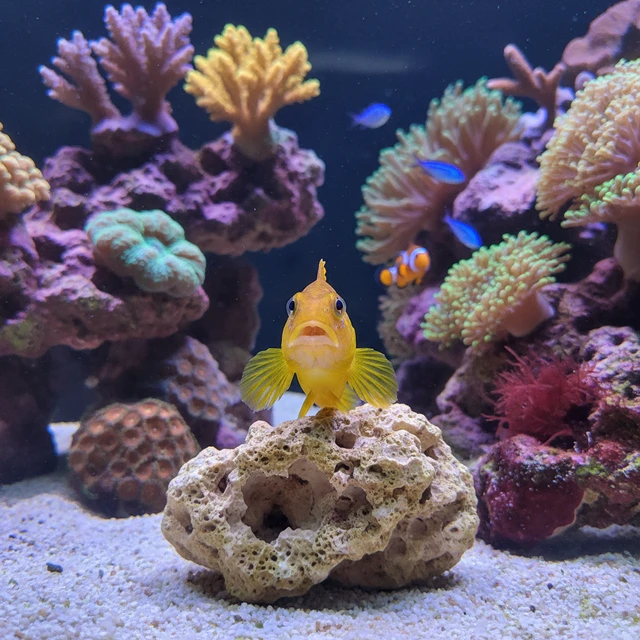 Midas Blenny