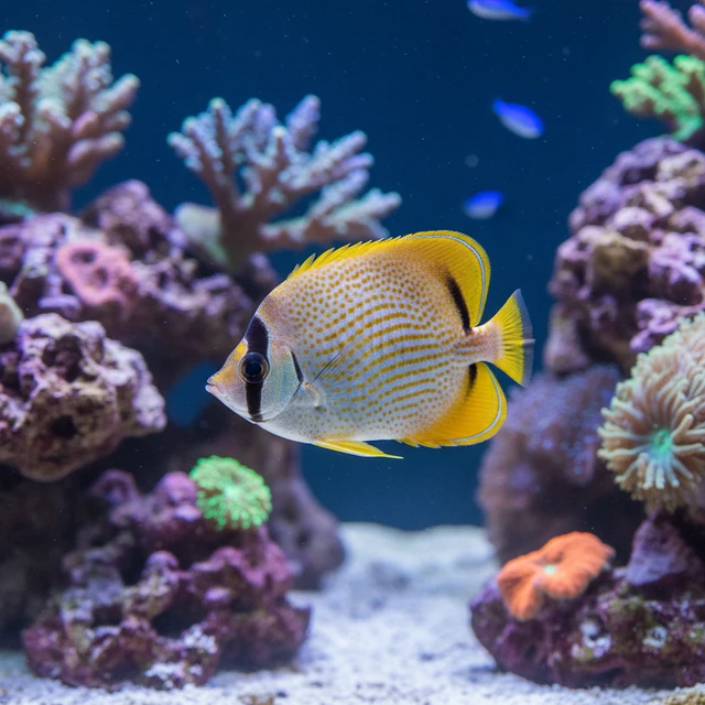 Millet Butterflyfish