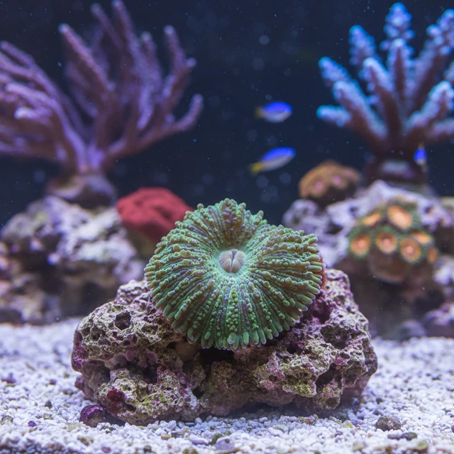 Mini Carpet Anemone