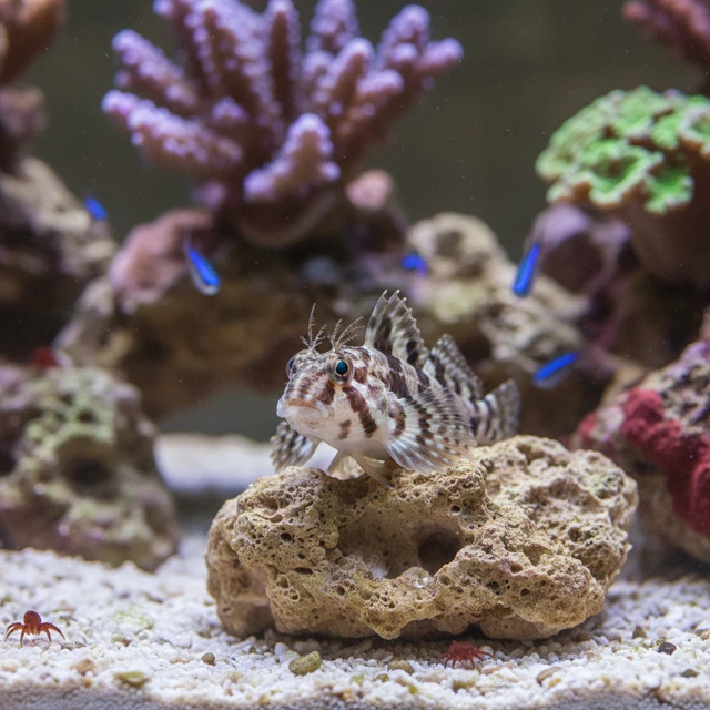 Molly Miller Blenny