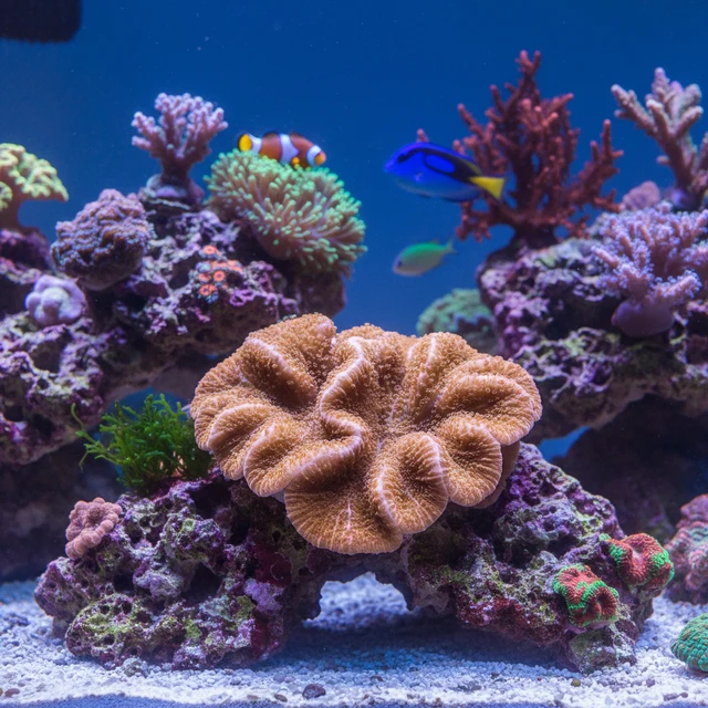 Montipora Danae