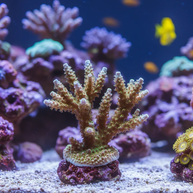Montipora Digitata