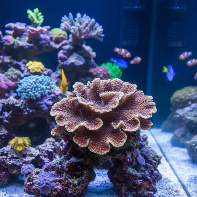 Montipora Foliosa