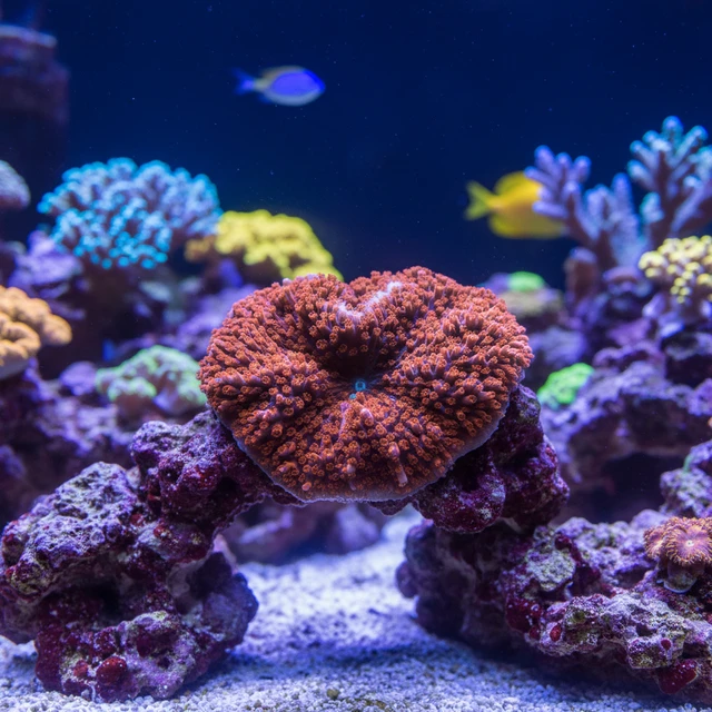 Montipora Setosa