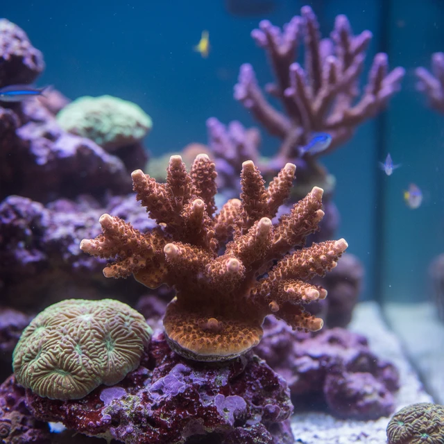 Montipora Spongodes
