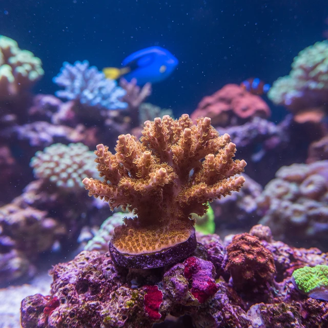 Montipora Stellata