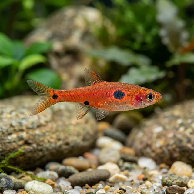 Mosquito Rasbora