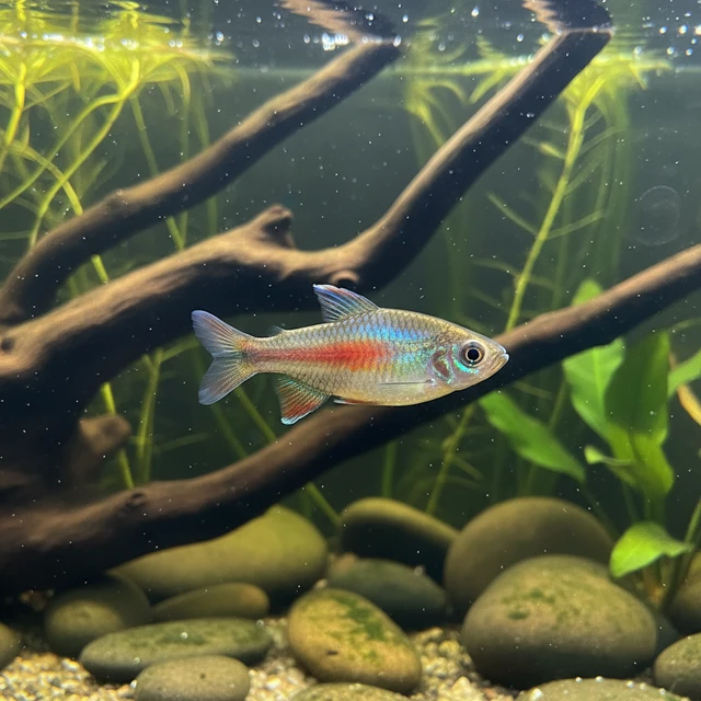 Murray River Rainbowfish