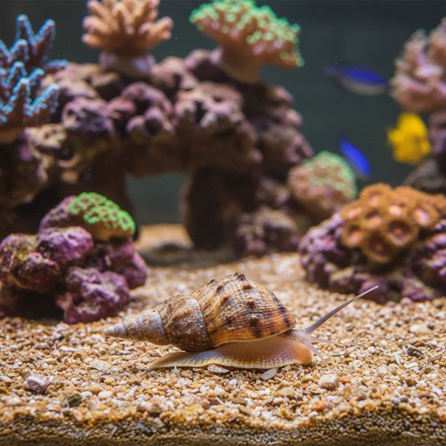 Nassarius Snail