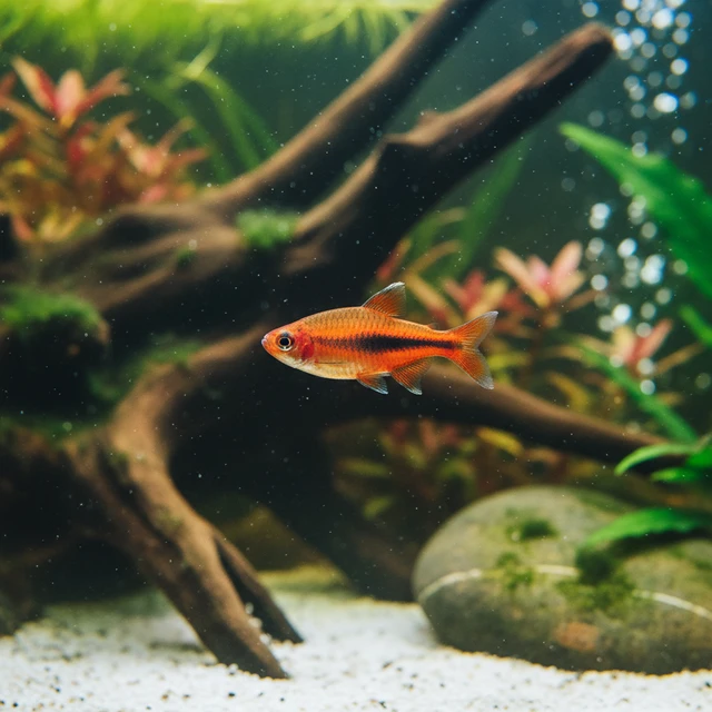 Nego Dagua Tetra