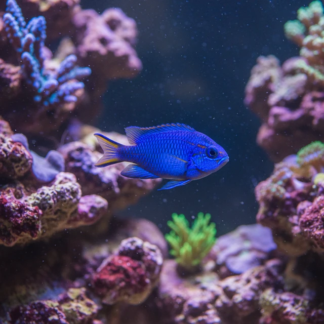 Neon Damselfish