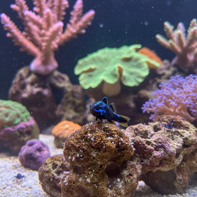 Neon Goby