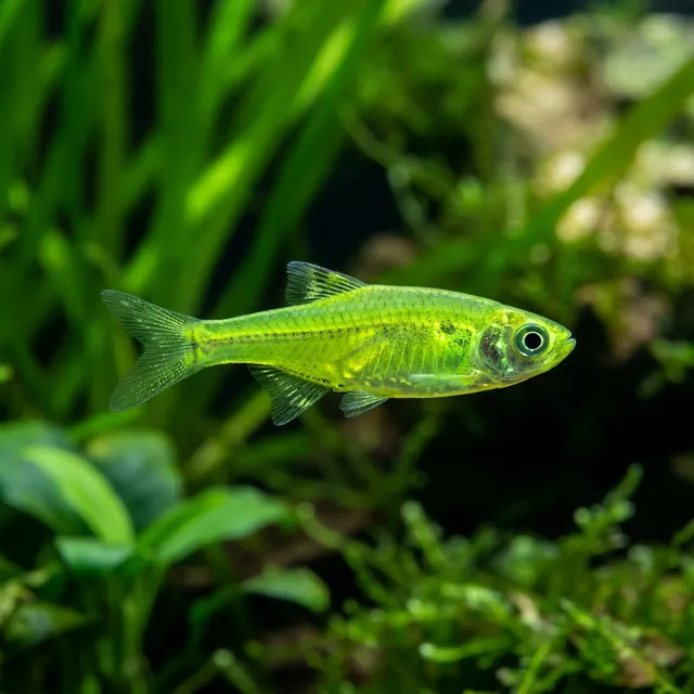 Neon Green Rasbora