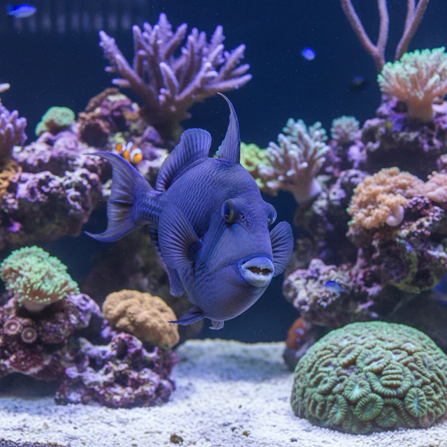 Niger Triggerfish