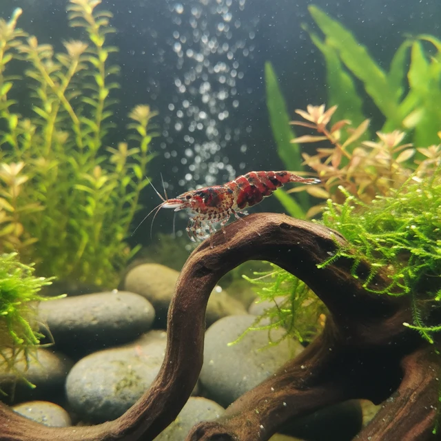 Ninja Shrimp